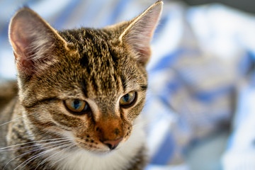 Kitten
