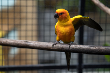 Colorful parakeet in bird cage.
