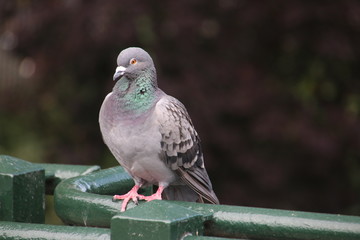 Pigeon sitting on a edge of a bridge in Rotterdam waiting for food