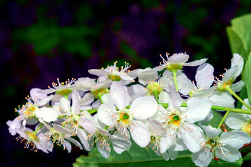 Blossoming branch of bird cherry with white flowers on a blurred background close-up. Bird cherry tree in blossom.