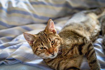 Kitten