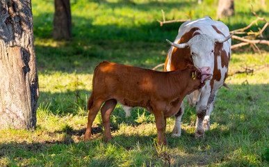 Kuh schleckt ihr Kalb ab auf einer Streuobstwiese