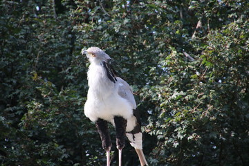  griffon vulture in the Rotterdam Blijdorp Zoo in the Netherlands