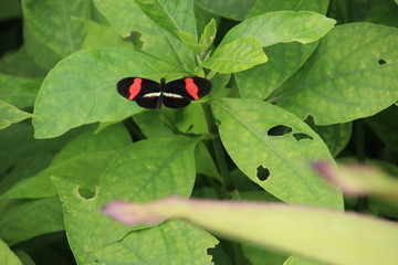 Butterfly in the Rotterdam Blijdorp Zoo in the Netherlands