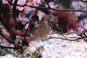 Small sea ​​horse in an aquarium at the Rotterdam Blijdorp Zoo in the Netherlands