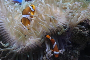 Plakat clown fish in an aquarium at the Rotterdam Blijdorp Zoo in the Netherlands