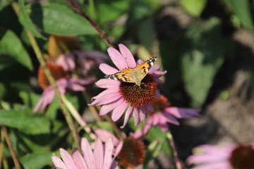  Red Admiral Butterfly on a purple coneflower in the garden in the Netherlands
