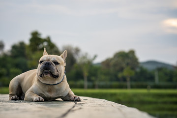 French bulldog lying on ground along the lake