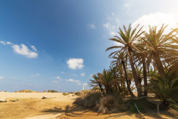 Obraz na płótnie Canvas Palms in the beautiful Vai palm beach at eastern part of Crete
