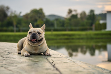 French bulldog lying on ground along the lake