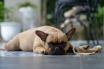 French bulldog lying at floor holding rawhide bone.