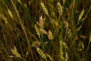 spikelets of wheat grow in the field