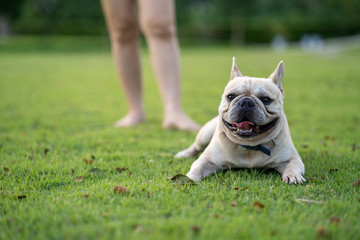 French bulldog lying on grass beside it's owner.