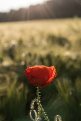Obraz premium Single common poppy blossom with field in background and sun rays