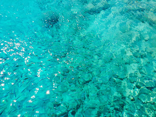 Crete, Greece - picture of fish swimming in a turquoise sea