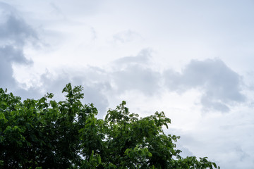 Tree branches against grey sky background.