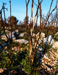 Fototapeta premium After the Fire, Loupian, Occitanie, France 