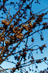 After the Fire, Loupian, Occitanie, France 