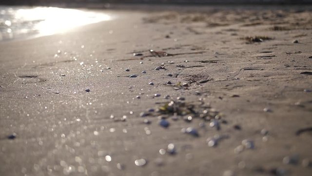 Shore of sea with green seaweed stone and shells in Spain at sunset, slow motion