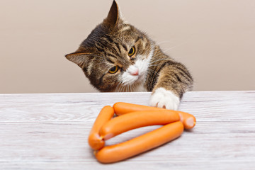 Grey cat steals sausages