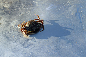 Kleine Krabbe auf Eis