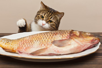 Grey cat wants to steal a big fish