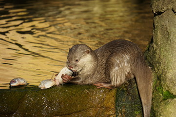 An otter eating a fish
