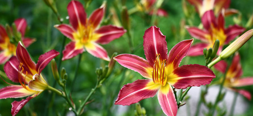 Fresh beautiful flower of a hemerocallis with bright purple-yellow petals against the background of other flowers.