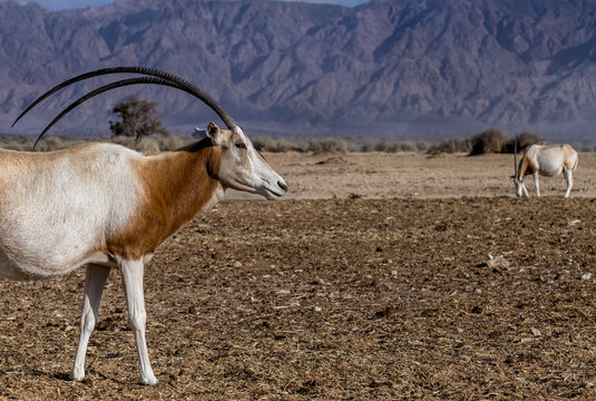 Antelope scimitar horn Oryx (Oryx leucoryx). Due to danger of extinction, the species was introduced from Sahara and adopted in nature reserves of the Middle East
