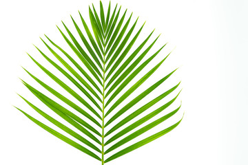 Palm leaf isolated on white background.