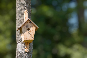 Birdhouse is attached to tree in forest. Blurred background copy space for text