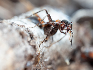 big forest ants in a native habitat