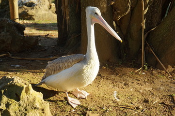 Long-billed water bird in natural setting