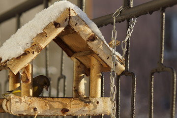 Dzwoniec ,ptak dzwoniec ,ptak w karmiku ,ptaki zimą © LBanacki
