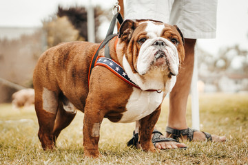 Funny dogs dressed in costumes.