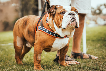 Funny dogs dressed in costumes.