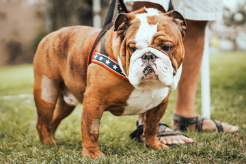 Funny dogs dressed in costumes.