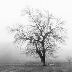 An old mulberry tree shrouded in the early morning fog in the winter season in black and white