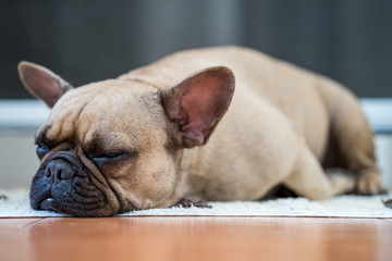 Sleepy french bulldog on the mat
