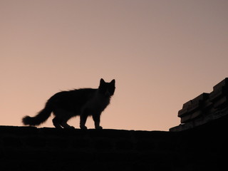 Cat silhouette and sky background 