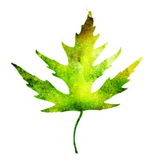 Naklejka premium Watercolor leaf on the white background