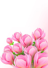 Obraz premium Beautiful background with magnolia flowers