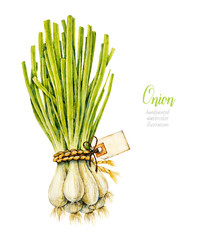 Bunch of green onions. Organic eco vegetables, greens. Watercolor hand drawn botanical illustration.