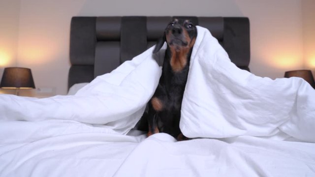 Naughty dachshund dog is sitting in the center of bed, hiding and looking under the covers,  at home or at dog-friendly hotel room,  barking and throws him off. Happy puppy in playful mood