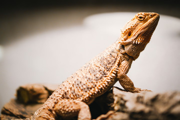 Bearded agama on background. Australia reptile with spikes.