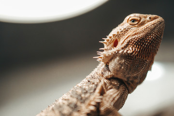 Bearded agama on background. Australia reptile with spikes.