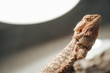 Bearded agama on background. Australia reptile with spikes.