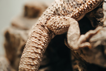 Bearded agama on background. Australia reptile with spikes.