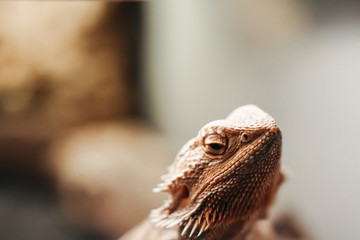 Bearded agama on background. Australia reptile with spikes.