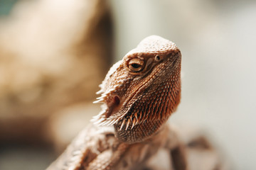 Bearded agama on background. Australia reptile with spikes.